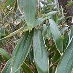 Phyllostachys viridis 葉