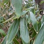 Phyllostachys sulphurea Leaf