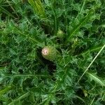 Cirsium acaule Květ