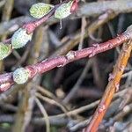 Salix repens Corteza