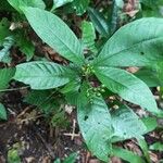 Psychotria schweinfurthii Frucht