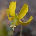 Oxalis novae-caledoniae