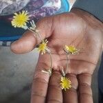 Launaea nudicaulis 花