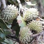 Quercus coccifera Fruit