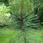 Pinus arizonica 葉