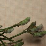 Genista aspalathoides Plod