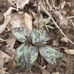 Trillium sessile Levél