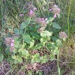 Clinopodium vulgare ശീലം