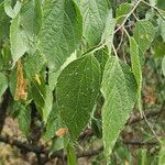 Celtis occidentalisLeaf