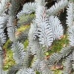 Abies procera Leaf