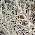 Tillandsia paleacea Yaprak