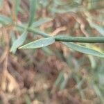 Dianthus rupicola Leaf