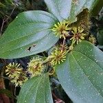 Smilax china Leaf