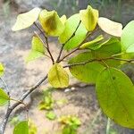 Hymenocardia ripicola Leaf