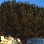 Pinus pinea Liść