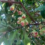 Syzygium samarangense 果實