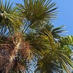 Coccothrinax barbadensis Hoja