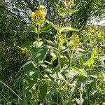 Lysimachia vulgaris Habitus