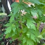 Artemisia princeps List