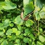 Thalictrum occidentale Fruit