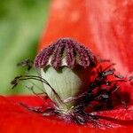 Papaver argemone Övriga