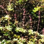 Saxifraga strigosa Buveinė