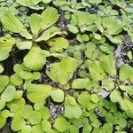 Pistia stratiotes Листок