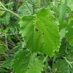 Hibiscus lunariifolius Folha