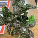 Fittonia albivenis Fulla