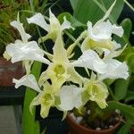 Dendrobium forbesii Blomst