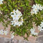 Solanum jasminoidesFlor