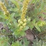 Stillingia sylvatica Meyve