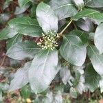 Viburnum tinusLeaf