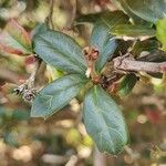 Berberis darwinii Feuille