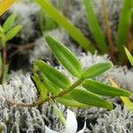 Angraecum ramosum List