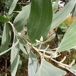Acacia mangium Ліст