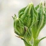 Silene apetala Fula