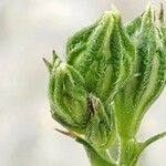 Silene apetala Flower