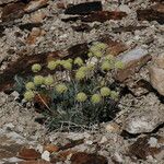 Eriogonum tiehmii Hàbitat