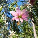 Passiflora tripartita Flor