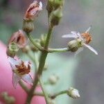 Miconia rubescens Drugo