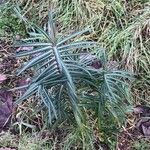 Euphorbia lathyris Leaf