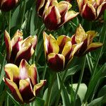 Tulipa grengiolensis Flower