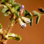 Astragalus pelecinus Sonstige