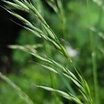 Arrhenatherum elatius 果實