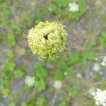 Daucus carotaFlower