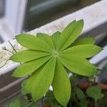 Lupinus polyphyllusFolio