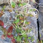 Epilobium anagallidifolium 花