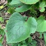 Doronicum columnae Leaf