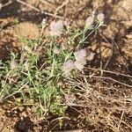 Trifolium arvenseFlower